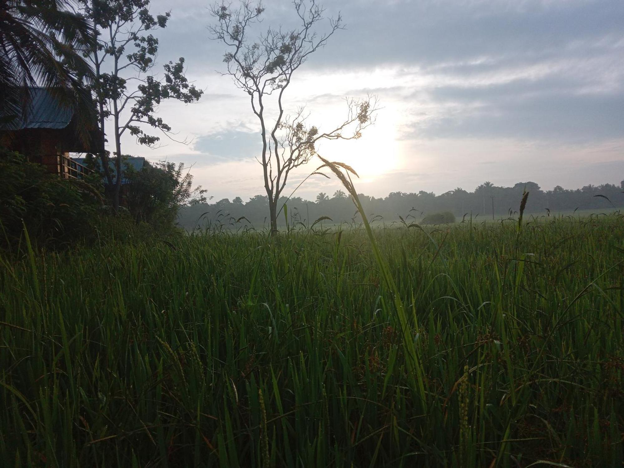 Sigiriya Paddy Field Hut Villa Room photo